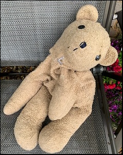 Carly W.'s Teddy before treatment Carly W.'s Teddy before treatment