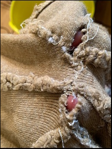 Holes in Teddy's fur