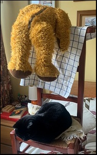 Lyn J.'s Edward drying Lyn J.'s Edward drying