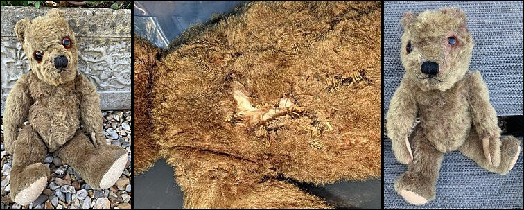 Adam M.'s Teddy before, during & after treatment