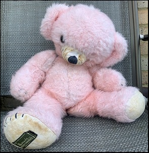 Asquith customer's Teddy before treatment