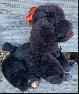 John W.'s Poodle before treatment