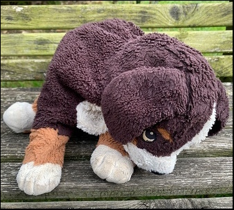 Pam's Dog before treatment