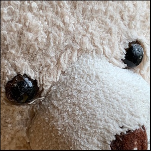 Melanie H.'s Teddy before treatment