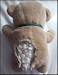 Andie & Jasmine's Teddy before