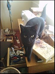 Lucy on my sewing table