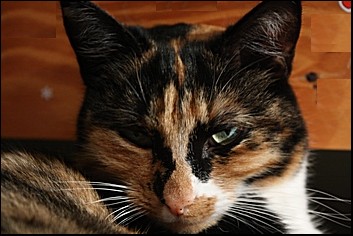 Noodle the Cat