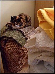 Noodle guarding the "sheepskins"