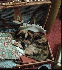 Noodle in a hamper